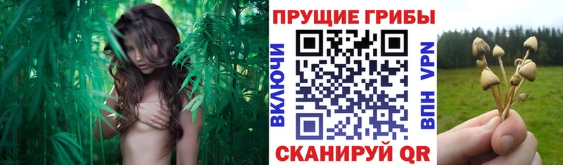 Галлюциногенные грибы Cubensis Новотитаровская